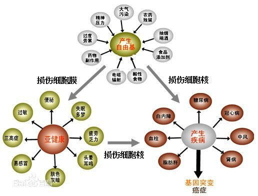 什么是自由基？