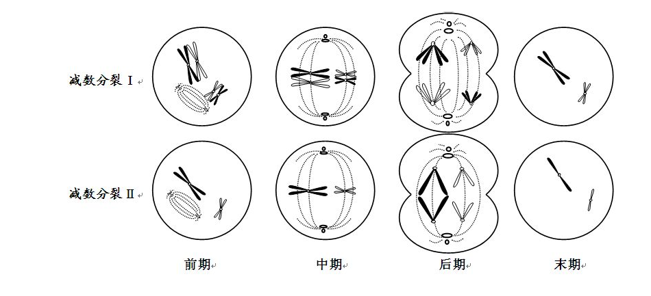 减数分裂的详细过程及图解