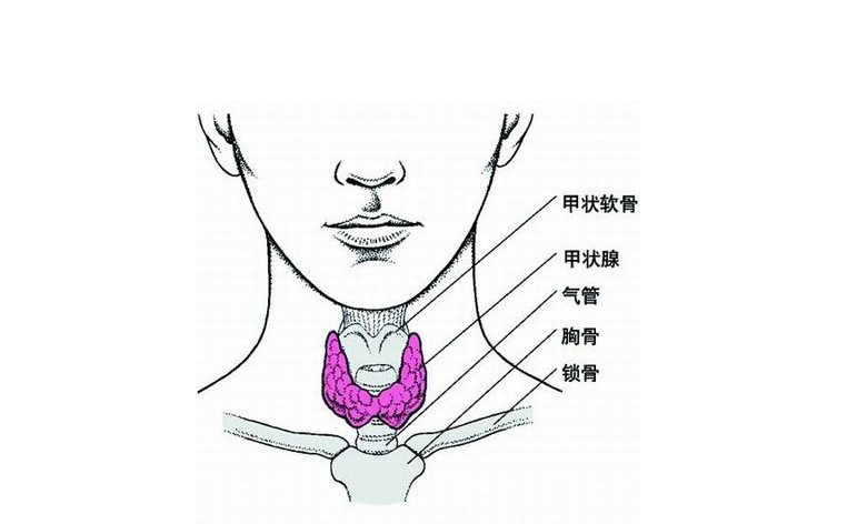 甲状腺有什么作用？