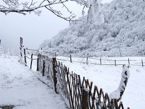 金佛山这几天下雪了吗？圣诞去有雪吗？