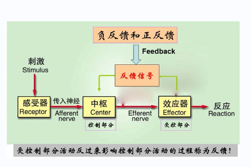 反馈调节 和 负反馈调节有什么区别