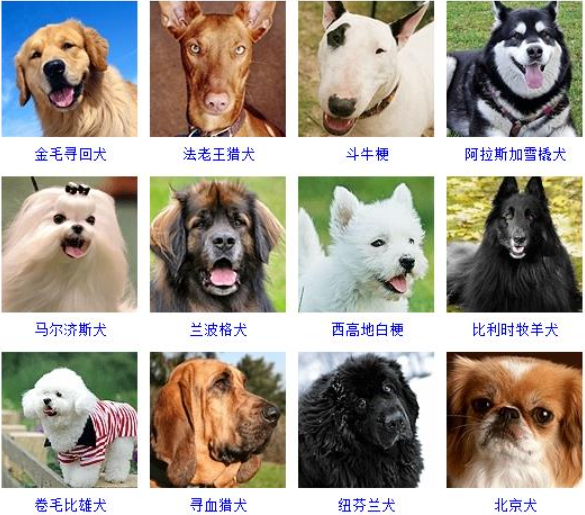 名犬品种大全及图片