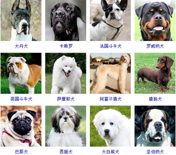 名犬品种大全及图片