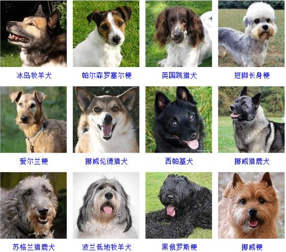 名犬品种大全及图片