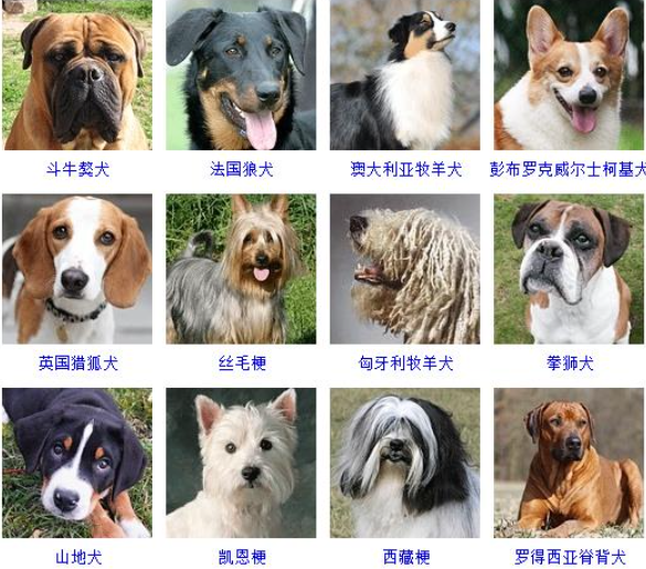 名犬品种大全及图片