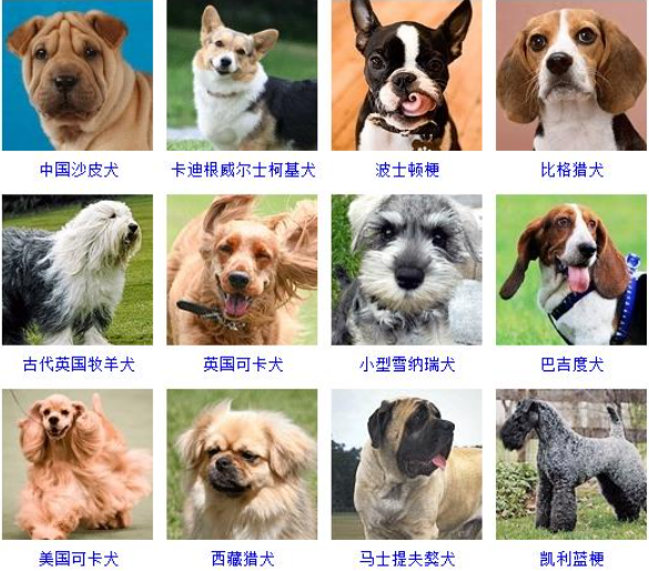 名犬品种大全及图片