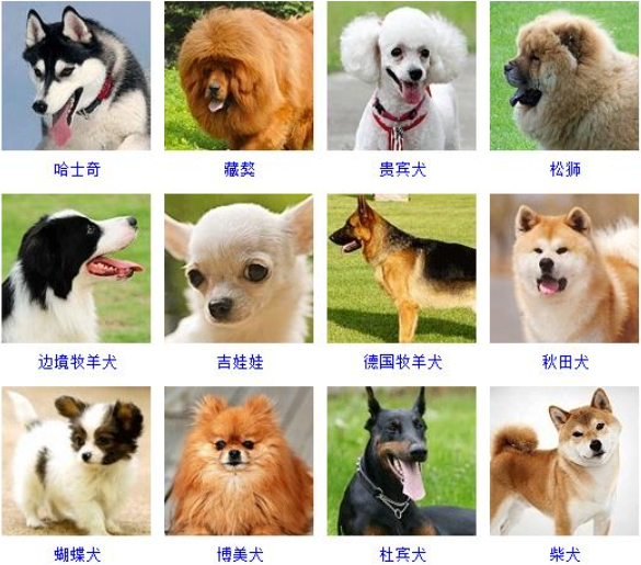 名犬品种大全及图片