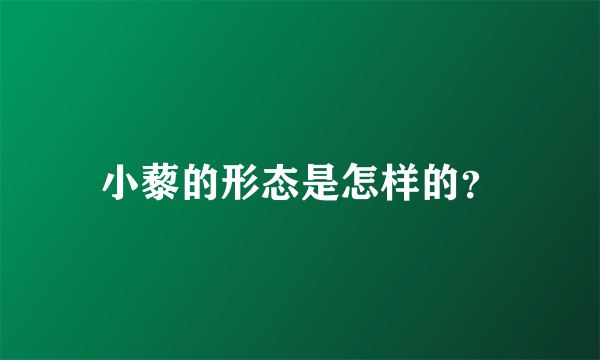 小藜的形态是怎样的？