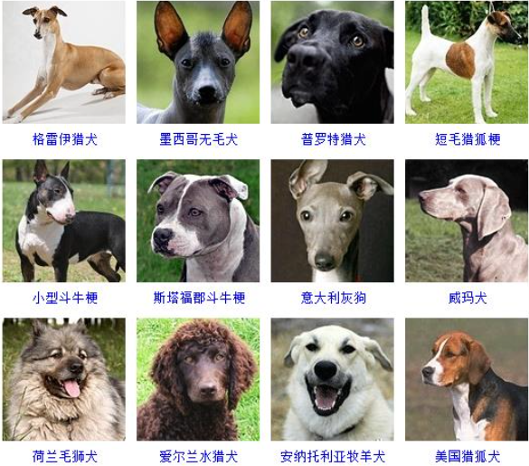 名犬品种大全及图片