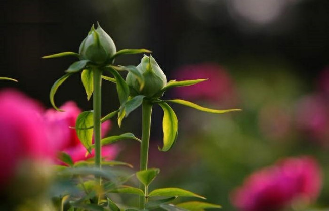 2月14日是什么情人节，有啥习俗？