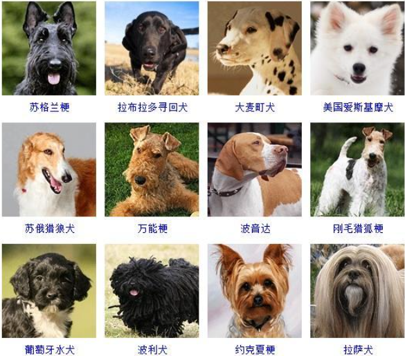 名犬品种大全及图片