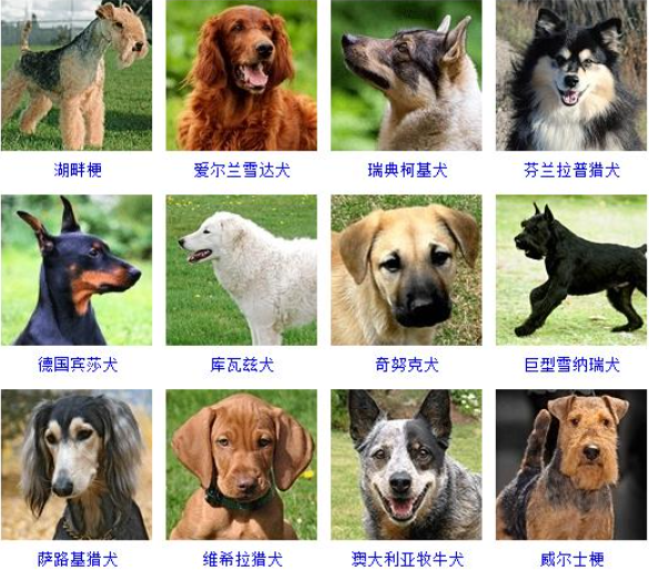 名犬品种大全及图片