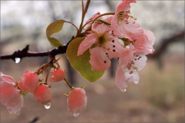 雨打梨花的意思是什麽