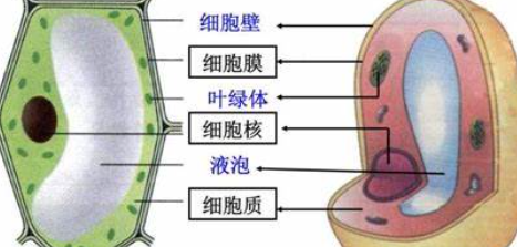 生物体结构层次是什么?