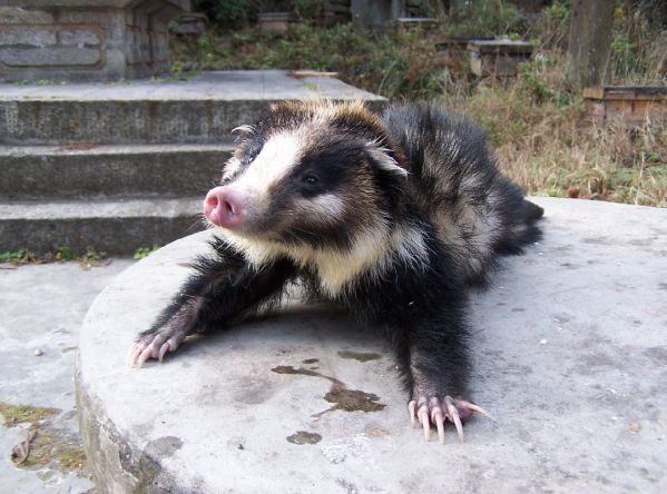 怎么分辨狗獾子和猪獾子