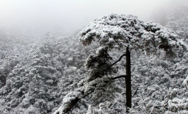 大雪压青松 青松挺且直意思