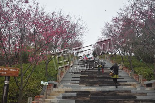 漳平市永福樱花园的交通指南