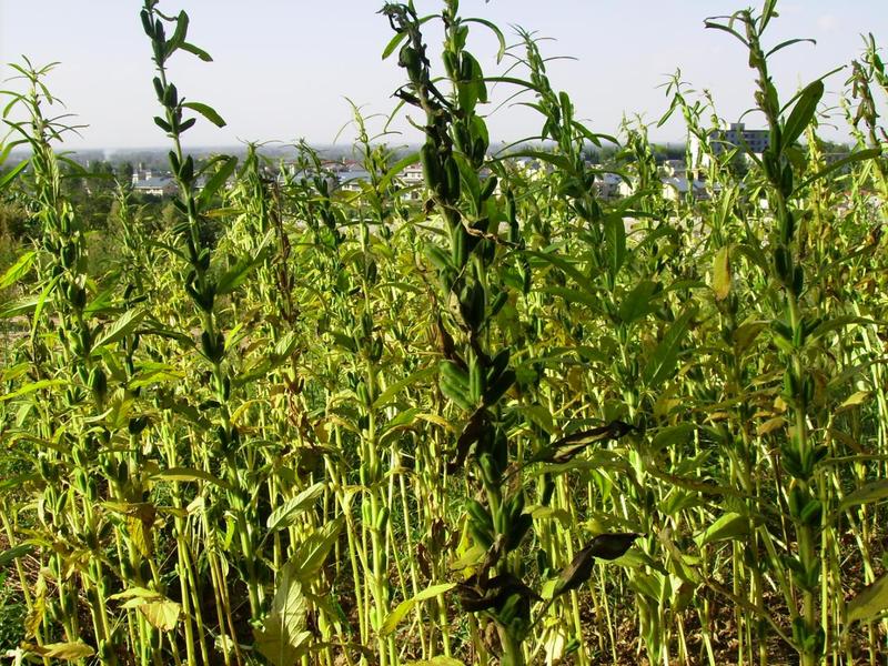 植物怎样传播种子资料