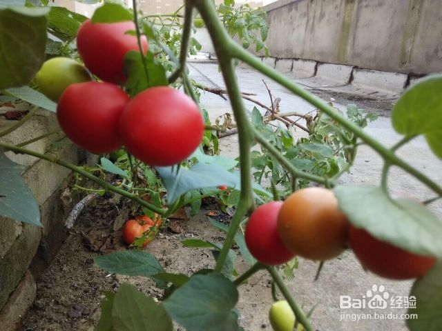 植物中有多少种酶？