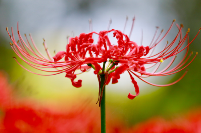 什么花的花语是神明与救赎？