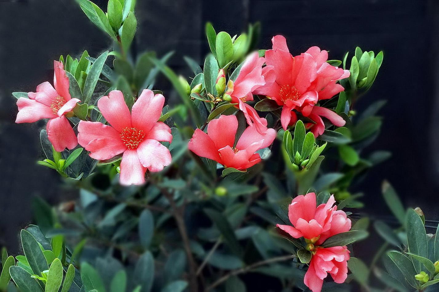 春夏秋冬各季节分别都开什么花？