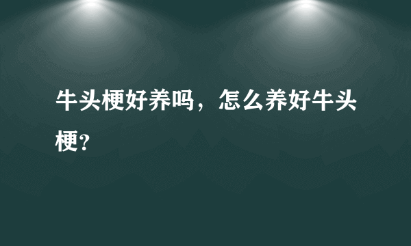 牛头梗好养吗，怎么养好牛头梗？