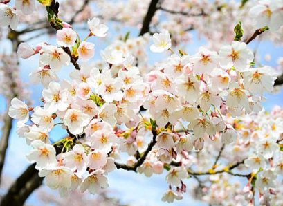 梨花是什么季节开的花？