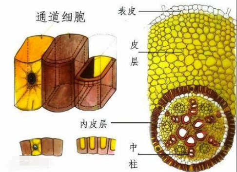 树根有什么作用?