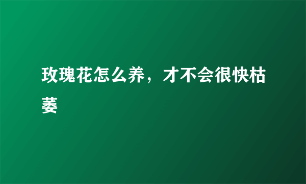 玫瑰花怎么养，才不会很快枯萎