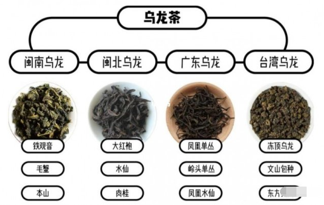 乌龙茶属于什么茶?