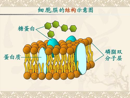 细胞膜的结构特点与功能特点分别是什么？