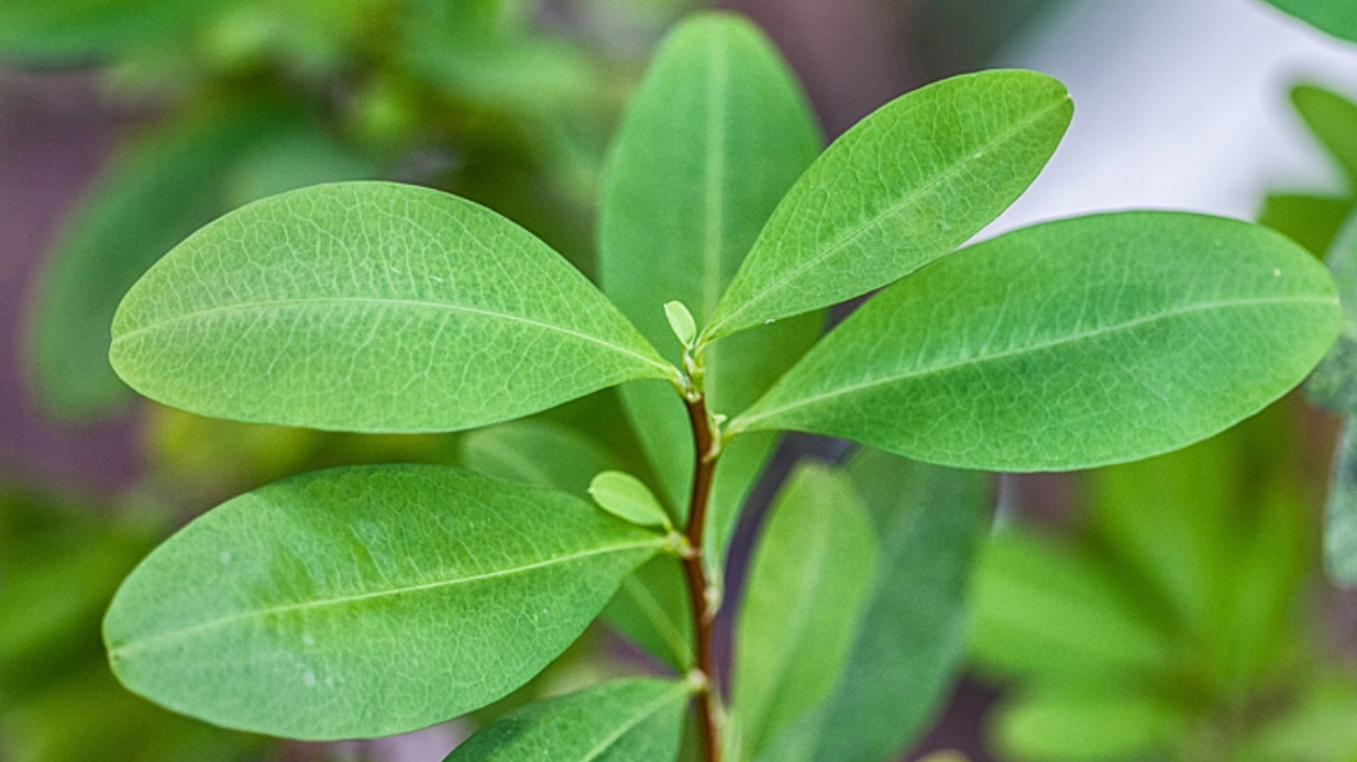 古柯主要种植在哪里?