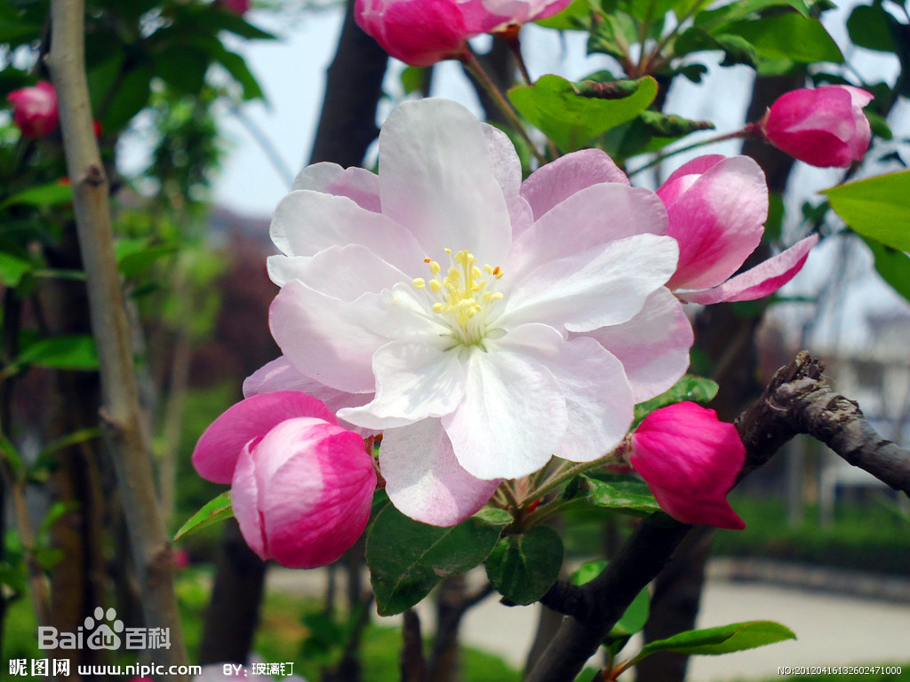 苹果花是什么