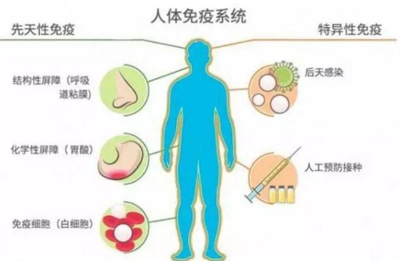 人体自带“医生”有些病不用治也能好，如何“激活”免疫力呢？