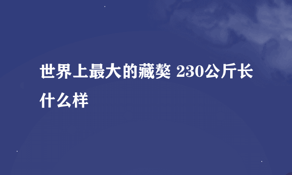 世界上最大的藏獒 230公斤长什么样