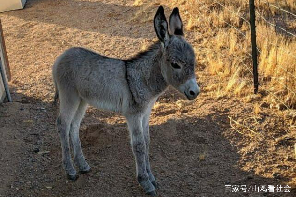 山西毛驴养殖有发展前景吗？四个月驴苗大概是什么价位？