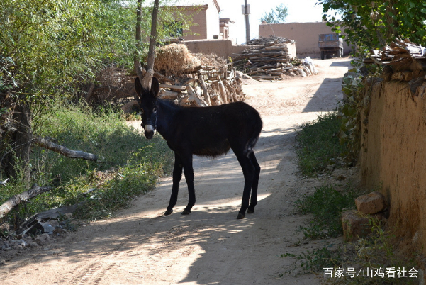 山西毛驴养殖有发展前景吗？四个月驴苗大概是什么价位？