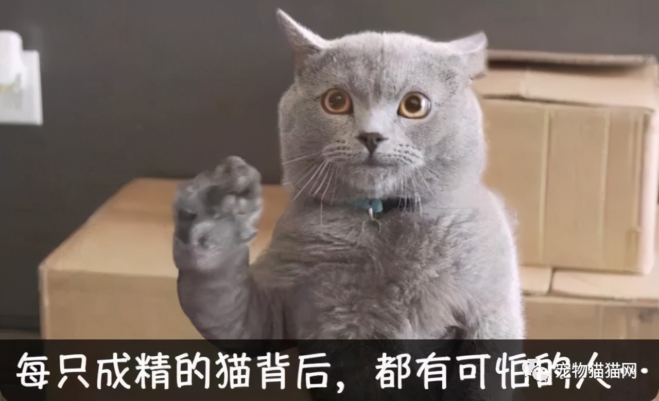 抓猫的方法