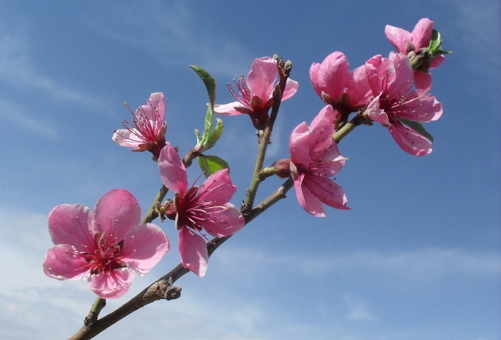 哪些花在春天开