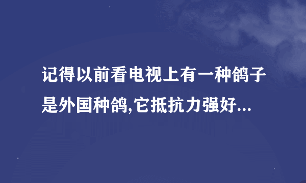 记得以前看电视上有一种鸽子是外国种鸽,它抵抗力强好饲养,就是得按时喂 想问问是什么鸽子品种叫什么