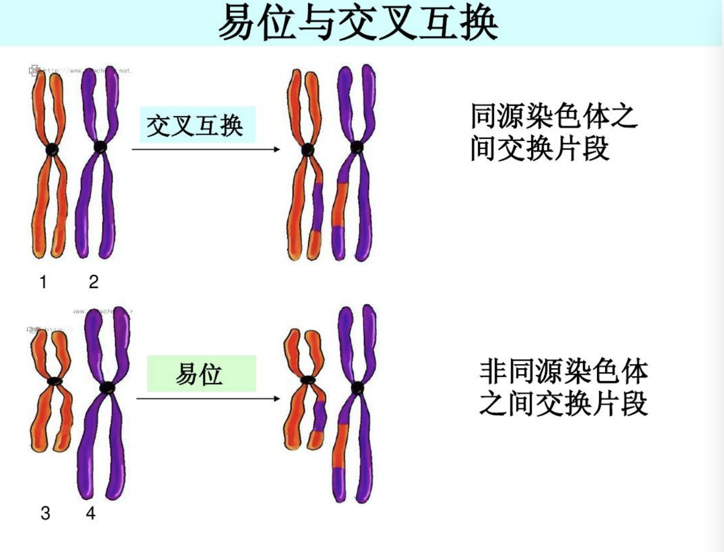 染色体变异包括什么？染色体变异的定义？