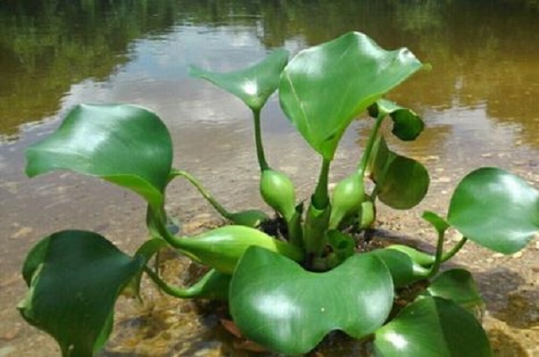 水生植物有哪些？