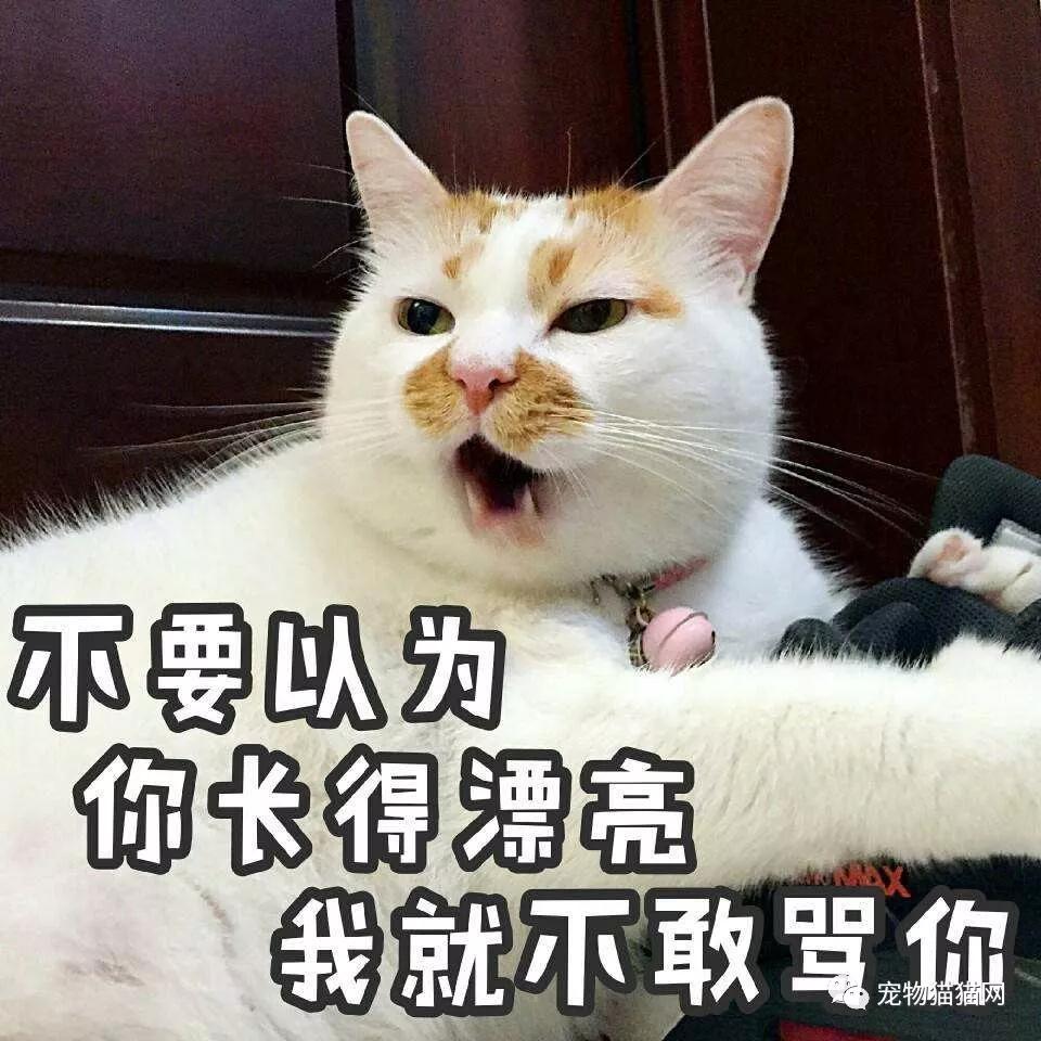 抓猫的方法