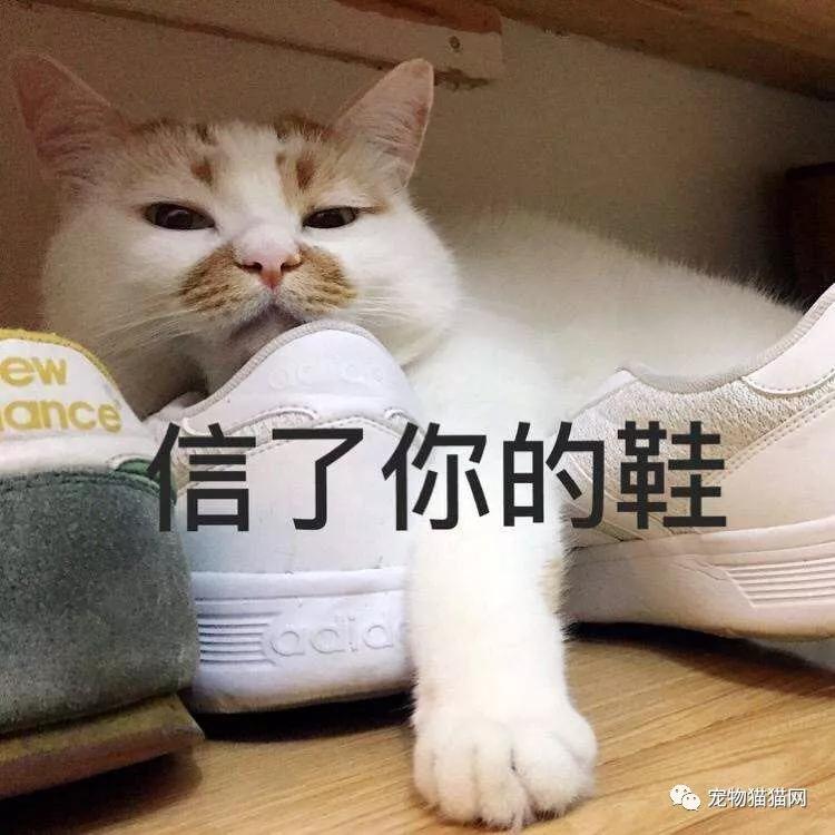 抓猫的方法