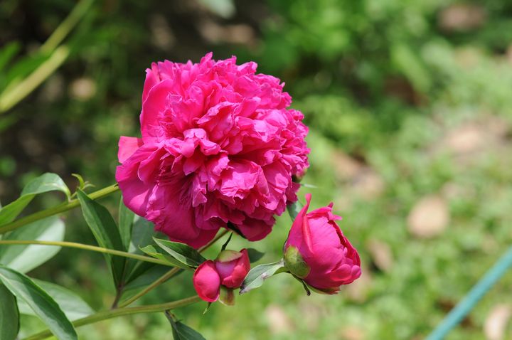 芍药什么时间开花？