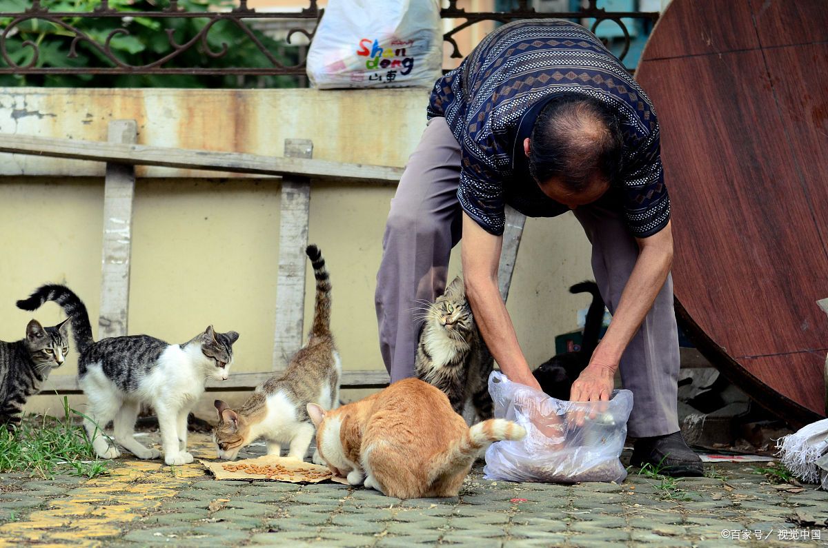 猫为什么吃老鼠