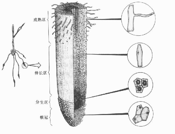 植物根的结构和图解