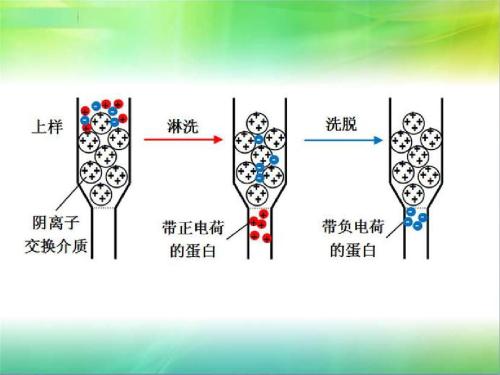 离子交换层析的原理是什么? 已解决