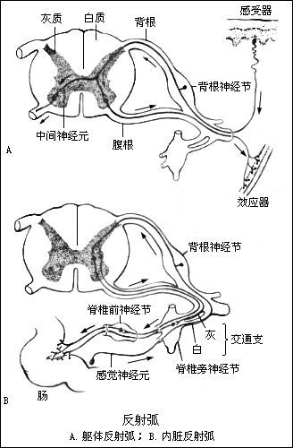 如何区别感受器和效应器？