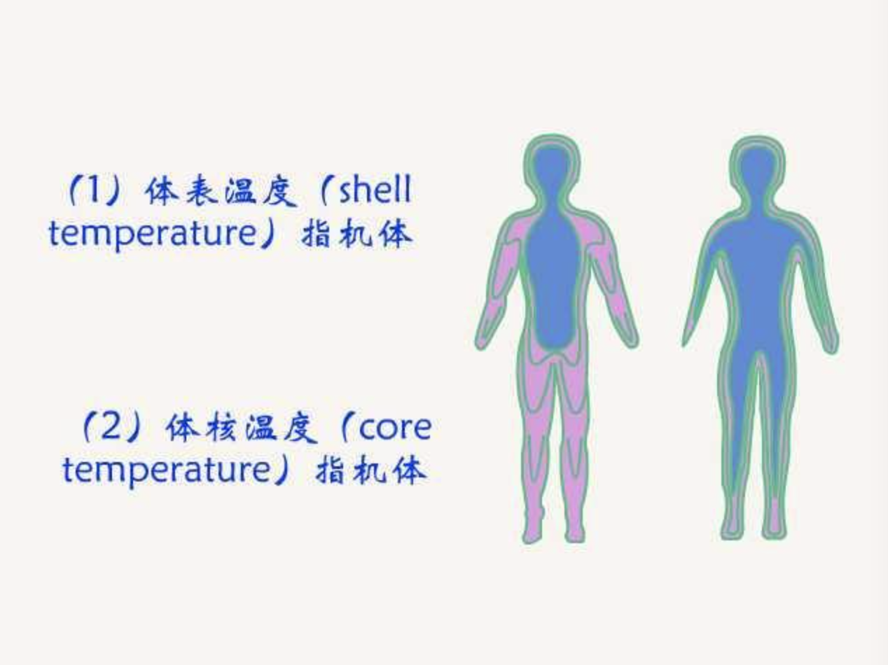 人的体表温度是多少